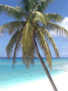 科伯恩城The Sands Hotel的海滩上的棕榈树与大海