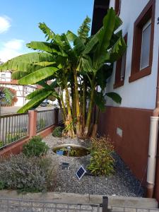 Meißenheimmarielies-urlaubsstube的一座建筑前的棕榈树