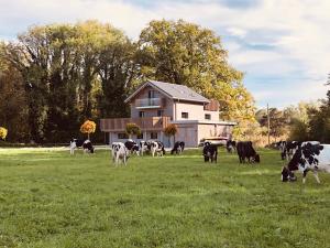 NovilleSwiss Lake Lodge的一群牛在房子前面的田野里放牧