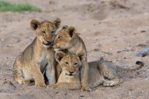 曼耶雷蒂野生动物园Tintswalo Safari的一群坐在泥土上的三只婴儿狮子