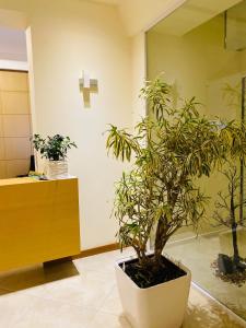 培拉特大白城酒店的墙上有十字架的盆栽植物