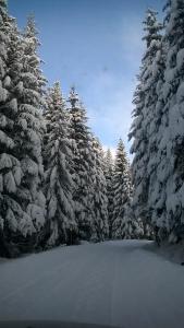 亚霍里纳Planinska kuća MAK的一群雪上加霜的树