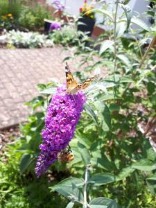 孔茨Ferienwohnung Emma的两只蝴蝶坐在紫色花顶上