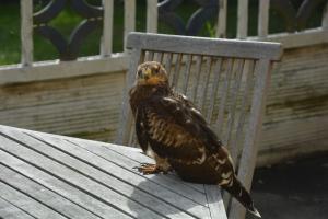 博雷Havehøjegaard的木凳上的小鸟