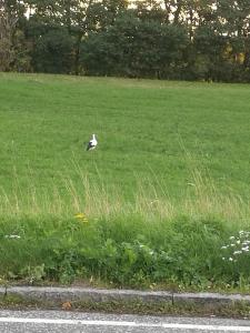 博雷Havehøjegaard的坐在草地上的鸟