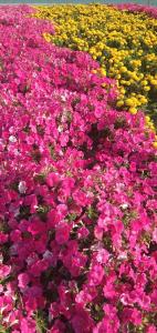香格里拉香格里拉市香野听雨酒店的一片黄紫色的粉红色花田