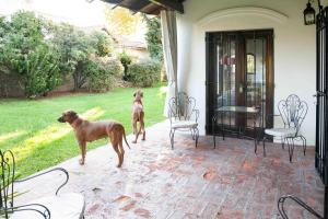 维森特洛佩斯苏珊娜贾斯特精品住宿加早餐旅馆的两只狗站在房子旁边的庭院