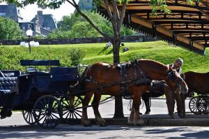 魁北克市奥特伊玛诺庄园酒店的两匹棕色的马在街上拉马