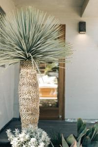 马里布马布里冲浪者酒店的坐在门前的棕榈树大植物