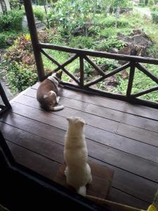 象岛Janina resort Koh chang的木甲板上坐着一只狗和一只猫