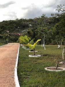 圣贡萨洛利达斯佩德拉斯Pousada São Gonçalo的一条路上一排棕榈树