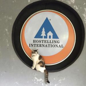 深圳深圳侨城旅友国际青年旅舍的坐在建筑国际标志前的猫