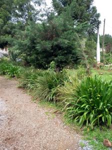 格拉玛多Residencial Saldanha的种植了植物的花园里,土路