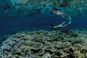 金贝瓦林迪种植园度假酒店的一个人在珊瑚礁上游泳