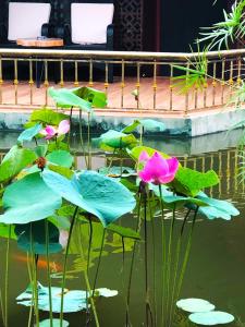 芹苴Con Khuong Resort Can Tho的水中一团粉红色的花和叶子
