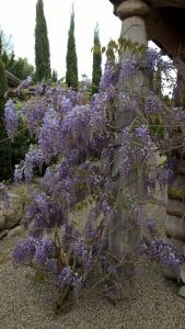Chazey-sur-Ain马拉莫尔小木屋酒店的一块布满紫色花的灌木,在石墙边长着