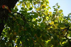 哈弗尔河畔勃兰登堡Pension zum Birnbaum的阳光下绿叶的树