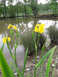 Bézues-BajonLa Maison de Thelma的池塘前的一组黄色花