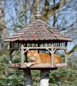 DziemianyGospodarstwo Agroturystyczne Kozłowiec的一只橘子猫躺在鸟舍里