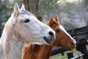 坎普罗东坎普罗东山谷露营酒店的两匹马彼此站在一起