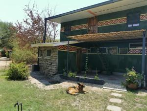 利文斯顿Mama Out of Africa的狗躺在房子前面的草地上