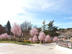 特鲁埃尔波坦尼克斯大酒店的一条有粉红色树木和路标的街道
