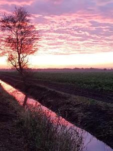 AnnerveenschekanaalDrenths Landgoed, Lekker uit的树在田野里,在背后是日落
