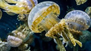 蒙特雷克莱门特蒙特利洲际酒店的水族箱里水母和其他动物