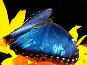 巴列塔Marco Polo B&B的蓝色蝴蝶坐在黄色花顶上