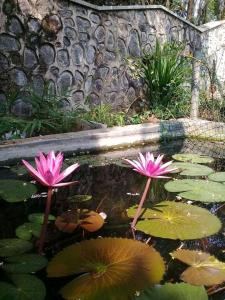 乌纳瓦图纳Hotel Paradiso,的池塘里两个粉红色的水 ⁇ 和百合垫