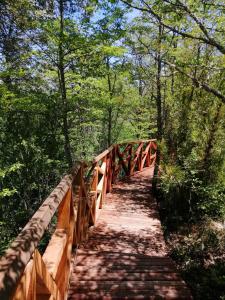 马拉卡韦罗Parque Amavida的森林中间的木桥