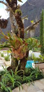 彼得罗波利斯Chalé Rosa do Vale的游泳池旁一棵树,树上有一束植物