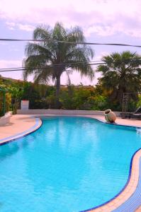 ArbelShavit Simple room的一个种有棕榈树的大型蓝色游泳池