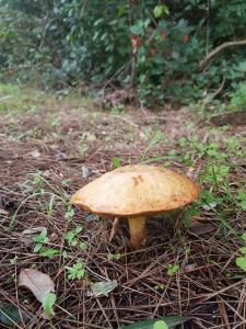 莱切Il Casale dei Principi的草地上的棕色蘑菇
