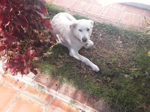弗里希利亚纳Casa bonica的一只白狗躺在草地上