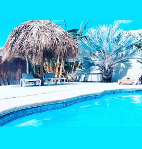 威廉斯塔德Apartment Curacao的一个带两把椅子和一把草伞的游泳池