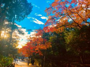 镰仓市镰仓泽杰旅馆的一群人沿着一条有五颜六色树木的街道走着