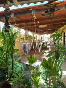 El TránsitoBananoz Surfhouse的庭院里种着许多植物和秋千