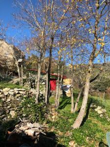 Santa-Lucia-di-MercurioU paliaghju, une cabane de berger pour vivre un dépaysement total的房屋前的一群树木