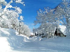 饭山市斑尾榆树膳食公寓的一条被雪覆盖的街道,上面有树木和房屋