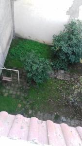 比塞大Dar el Baraka的一座花园,两片灌木丛和砖墙
