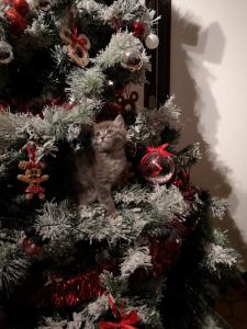Tillé奥德酒店的坐在圣诞树顶上的猫