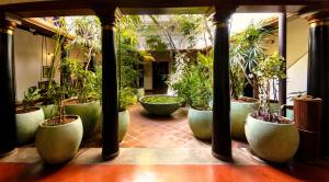 蓬蒂切里Maison Perumal Pondicherry - a CGH Earth Experience的一群植物的绿盆