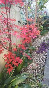 京都禅林寺三休荘町家度假屋的种有红色花卉和植物的花园