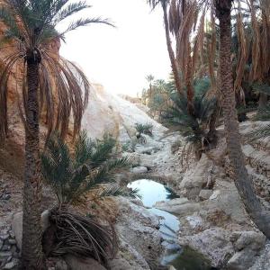 托泽尔卢尔德住处酒店的棕榈树的沙漠中的一个小水池