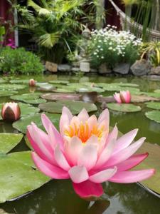 波特苏埃洛El refugio de budda的池塘里盛着百合花的粉红色水