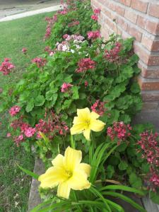 本塔纳山村Lo de Charly的花坛,花朵黄色,花朵粉红色