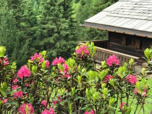 卡纳泽伊Baita Toè的小屋前方有粉红色花的灌木丛