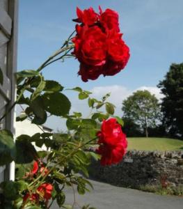 格兰奇奥沃桑茨Inglenook Cottage的一组红玫瑰坐在植物上