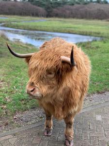 登堡Casa TX21的一只棕色的牛,有角,站在砖路上